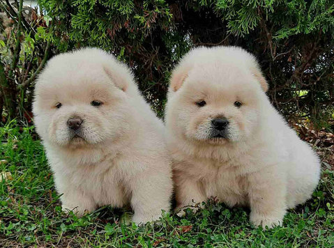 Chow chow na prodaju - Lemmikit/Eläimet