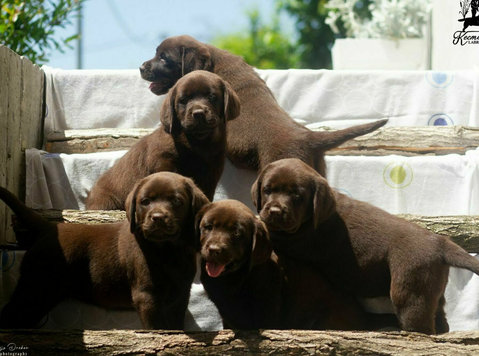 Labrador retriver štenci - Lemmikit/Eläimet