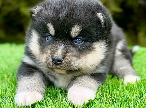 Pomsky- pomski, patuljasti i mini - Lemmikit/Eläimet