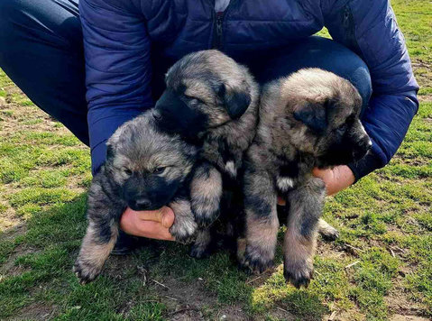 Šarplaninci - Pets/Animals