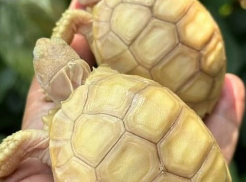 Baby sulcata tortoises - Animais