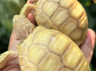 Baby sulcata tortoises - Animali domestici
