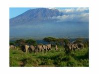 Rongai route Kilimanjaro climbing for beginner climbers - เดินทาง/ติดรถร่วมเดินทาง