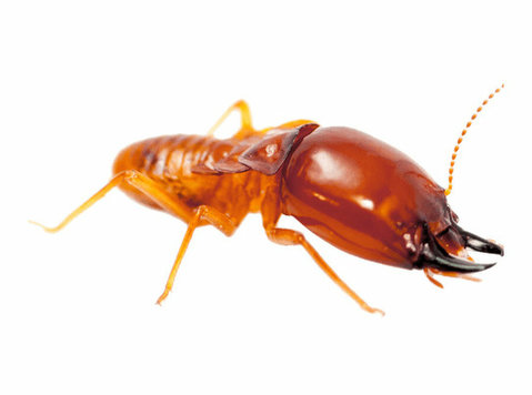 Anti-termite Control Service in Dubai - Book Now! - Khác