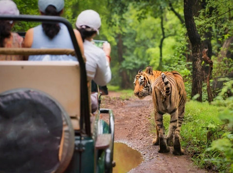 Deluxe Tiger Safari Tour in India - Putovanje/djeljenje prijevoza