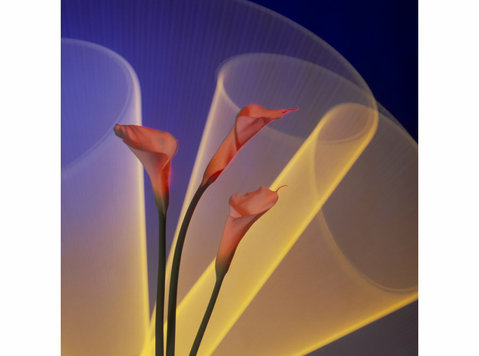 Drawing of Calla Lily - Calla Lily illustration - Zbierky/Starožitnosti