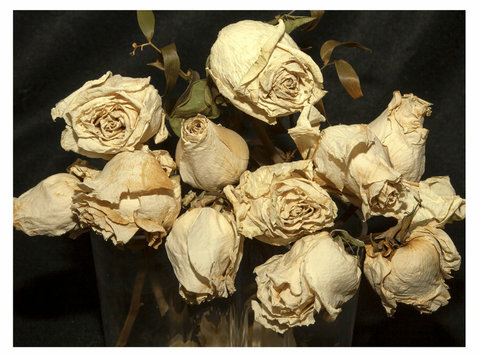 Drawings of Dead Roses - Photography of Dead Flowers - Zbierky/Starožitnosti