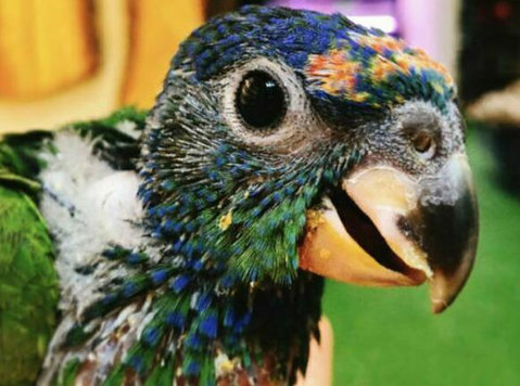 Baby Blue Headed Pionus Parrot - Muu