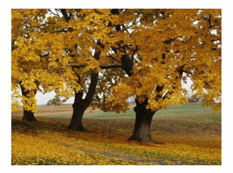 Boxelder Maple Seeds Acer Negundo Planting Manitoba Maple Se - Citi