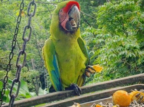 Buffon/great Green Macaw for Sale - Overig