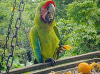 Buffon/great Green Macaw for Sale - Buy & Sell: Other