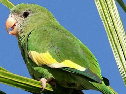 Buy Canary-winged Parakeet - Övrigt