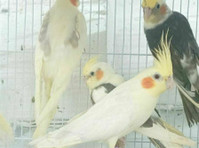 Buy Cockatiel Yellow - Buy & Sell: Other
