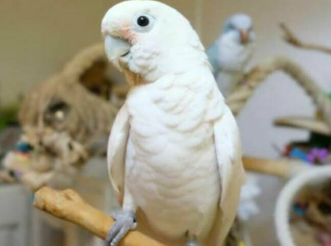 Goffins Cockatoos(tanimbar Corrella) for Sale - Buy & Sell: Other