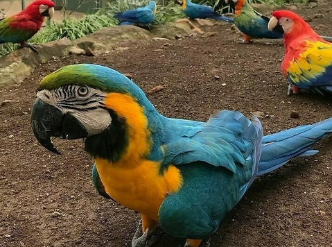 Parrots for Sale - Buy & Sell: Other