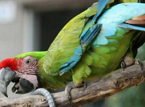 Playful Military Macaws for Sale - Muu