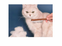 Premium Pet Grooming Supplies for Cats and Dogs - Autres