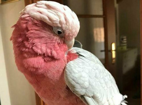 Rose-breasted Galah Cockatoos for Sale - Muu