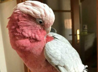 Rose-breasted Galah Cockatoos for Sale - Annet