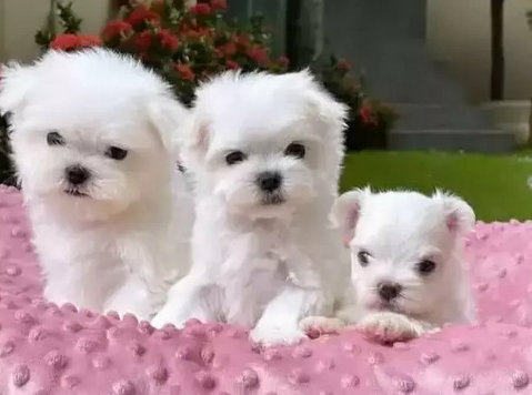 Adorable outstanding Maltese puppies - Mājdzīvnieki/dzīvnieki