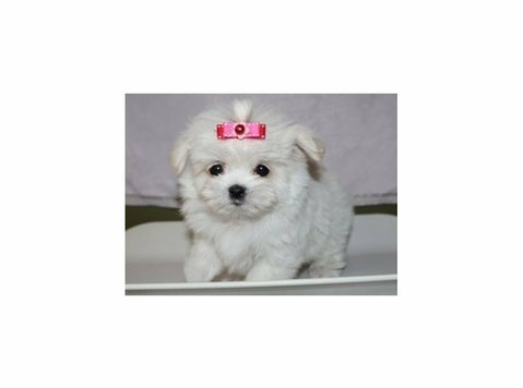 Christmas male and female Maltese Puppies for sale - Pets/Animals