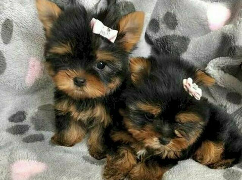 Excellent Yorkie Puppies Available  - Mājdzīvnieki/dzīvnieki
