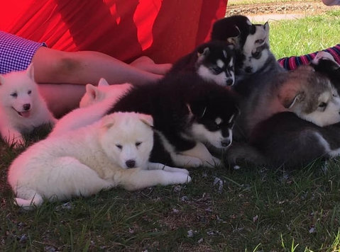 husky machos y hembras - Mascotas/Animales