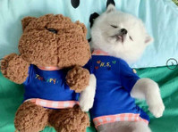 Funny Embroidery Cat T-shirt | lovepetin.com - Animais
