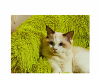 The Green Furry Monster Pet Bed! 🐾lovepetin.com - ペット/動物