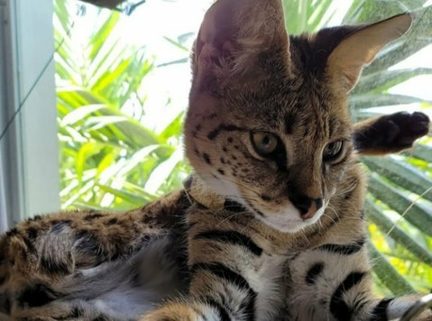 excellent s1 savannah kittens ready to go now - حیوانات خانگی / حیوانات