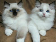 home-raised ragdoll Kittens - Mascotas/Animales