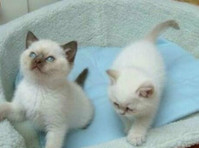 home-raised ragdoll Kittens - Miláčikovia/Zvieratá