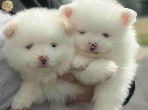 pomeranian puppies sale - Mājdzīvnieki/dzīvnieki