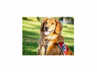us service animals - discount on training - Animaux domestiques