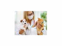 us service animals - discount on training - Dieren/Huisdieren