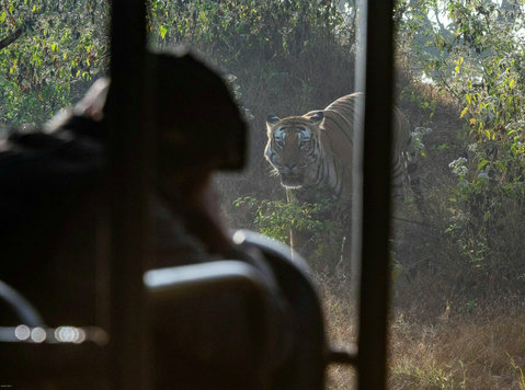 Luxury Tiger Safari in India - Travel/Ride Sharing