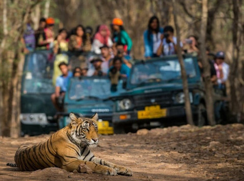 Wildlife Tiger Tour Packages in India - Travel/Ride Sharing
