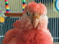 Buy Melodia – Parakeet Parrot - 法律/財務