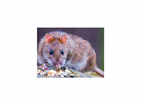 Expert Rodent Removal Services in Atlanta - Останато