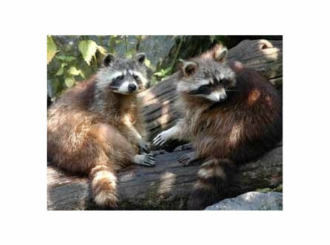 The most effective Raccoon Removal service in the Usa with U - Services: Other