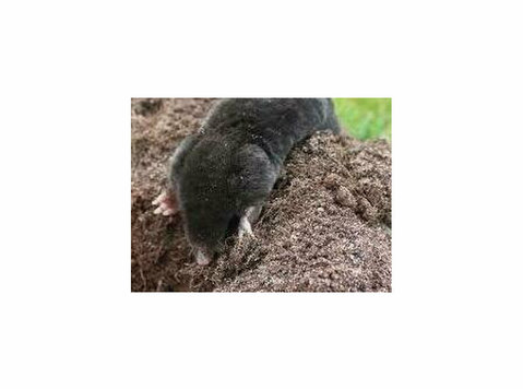 Premium Ground Mole Removal by Urban Wildlife Control - Cleaning