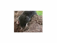 Premium Ground Mole Removal by Urban Wildlife Control - 清洁工