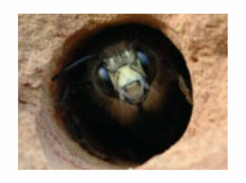 Carpenter Bee Control: Urban Wildlife Control Delivers! - Services: Other
