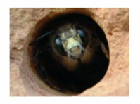 Carpenter Bee Control: Urban Wildlife Control Delivers! - Autres