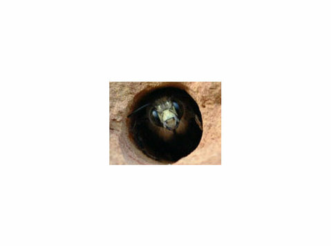 Expert Carpenter Bee Removal Services - Services: Other