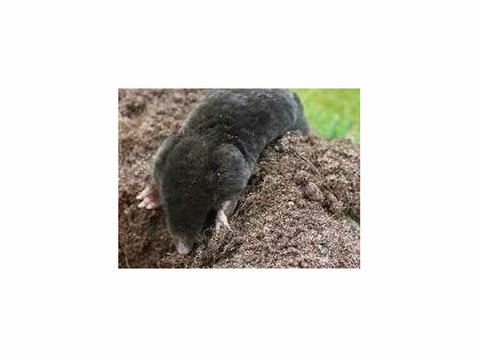 Mole-free Yard, Fast! - Services: Other