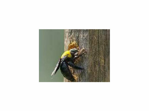 Professional Carpenter Bee Control Services - Services: Other