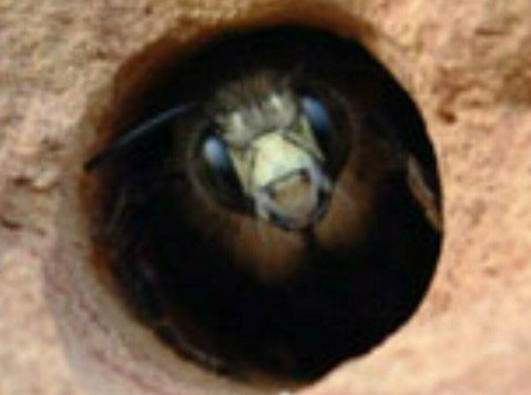 expert Carpenter Bee Control: Bye-bye Unwanted Guests! - Muu