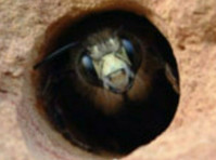 expert Carpenter Bee Control: Bye-bye Unwanted Guests! - Annet