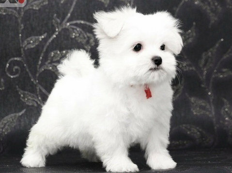 Two Top Class Maltese Puppies Available - Mājdzīvnieki/dzīvnieki